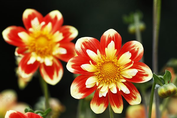 Ruffs Dahlia cultivar Pooh (Dahlia cultivar Pooh)