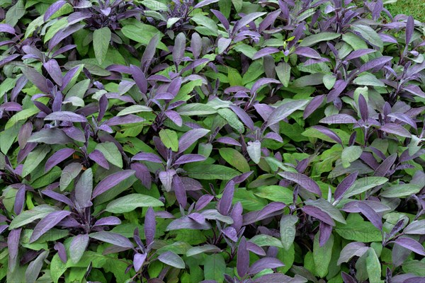 Cultivation of purple sage (Salvia officinalis purpurascens)
