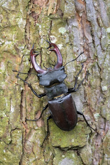 Stag beetle male (Lucanus cervus)
