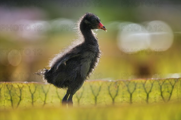 Common moorhen (Gallinula chloropus)