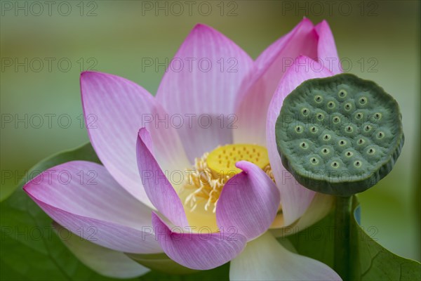 Pink lotus flower (Nelumbo nucifera)