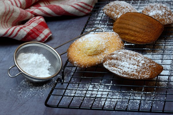 Classic madeleines on cake grid and icing sugar in sieve