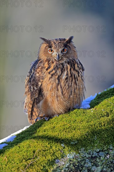 Eurasian eagle-owl (Bubo bubo)