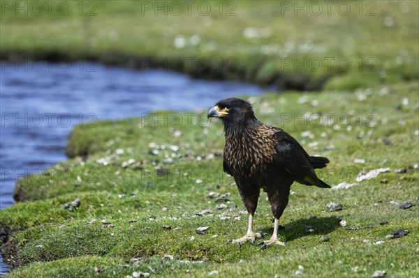 Striated caracara (Phalcoboenus australis) walking near a pond