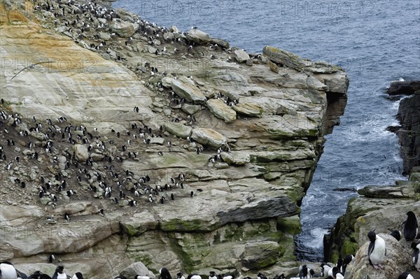 Southern Rockhopper Penguins (Eudyptes chrysocome)