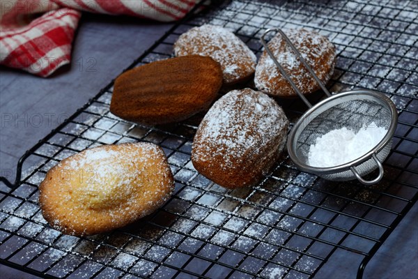 Classic madeleines on cake grid and icing sugar in sieve