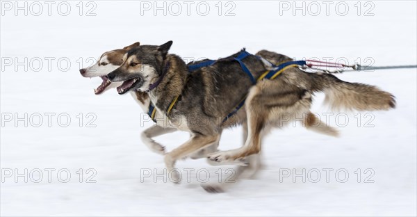 Sled dogs in the run at a dog sled race