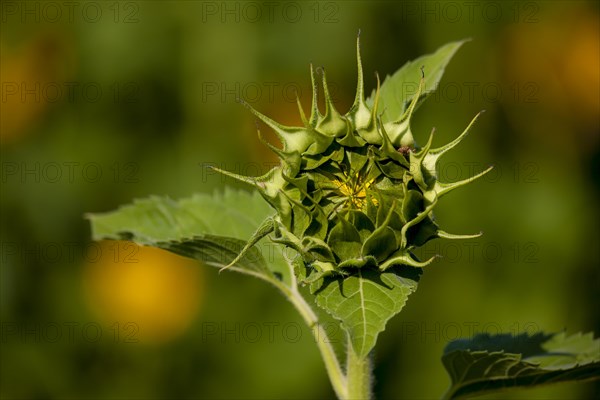 Sunflower (Helianthus annuus)