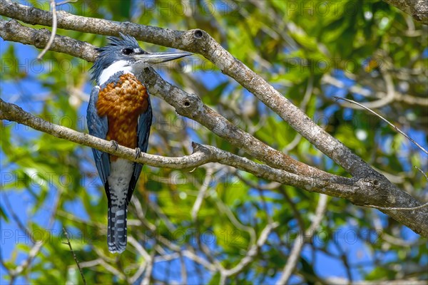 Ringed kingfisher (Megaceryle torquata)