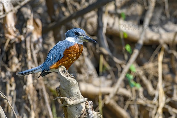 Ringed kingfisher (Megaceryle torquata)