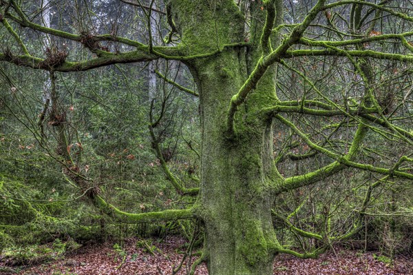 Gnarled and mossy tree in the forest