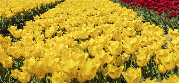 Tulip fields in spring