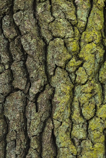 Structure of the bark of an oak (Quercus)