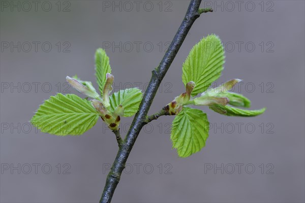 Leaf of a beech (Fagus sylvatica) originates from the bud