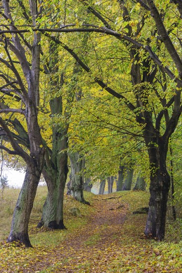 Alley with trees in autumn