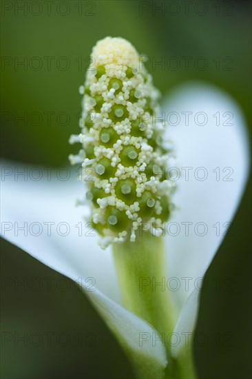 Flower of the (Calla palustris)