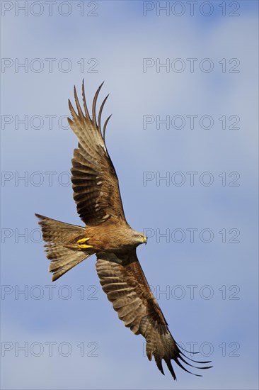 Flying (Milvus migrans) in front of a blue sky