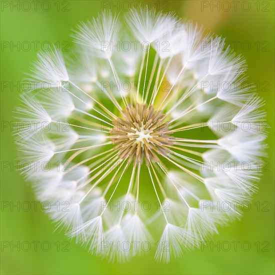 Filigree arrangement of seeds of a flower