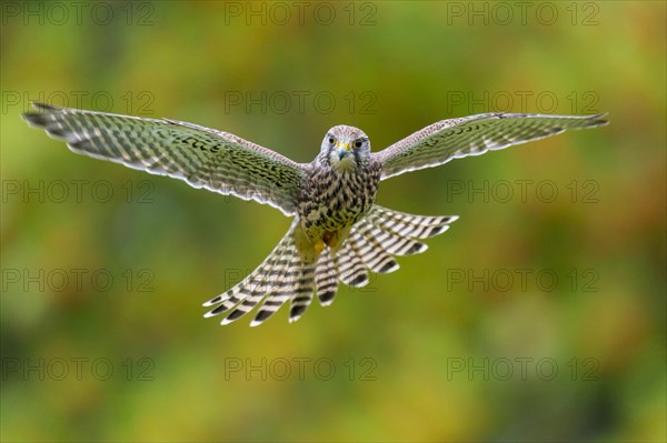 Flying (Falco tinnunculus) hunting in a shaking flight