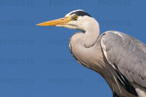 Portrait of one (Ardea cinerea) in front of a blue sky