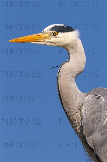 Portrait of one (Ardea cinerea) in front of a blue sky