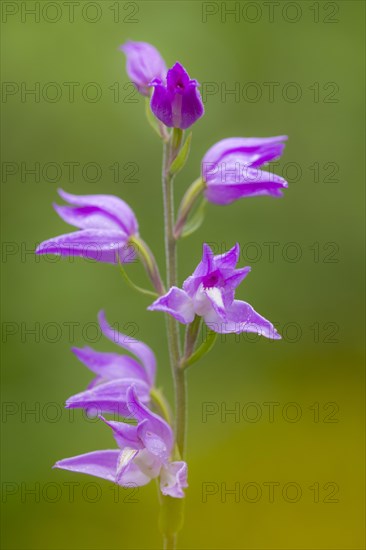 Cephalanthera (Cephalanthera )