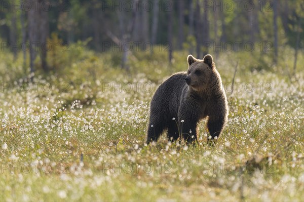 Brown bear (Ursus arctos) in a bog with fruiting cotton grass