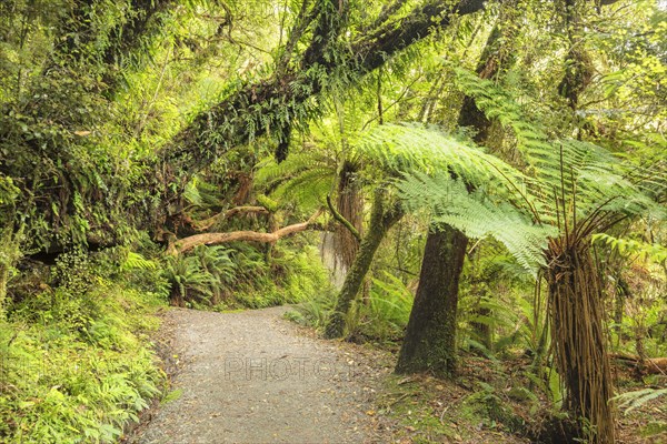 McLean Falls Walk