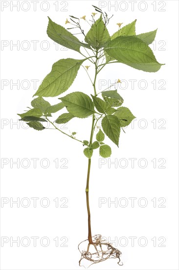 Small flowered balsam (Impatiens parviflora) on white ground