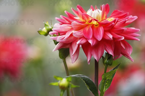 Semi-cactus dahlia variety Alexander Voit (Dahlia cultivar Alexander Voit)