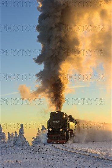 Brockenbahn travels through snowy Spruces (Picea) to the Brocken in the evening light