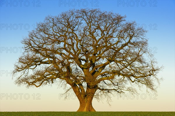Kahle maechtige Oak (Quercus)