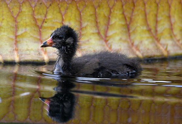 Common moorhen (Gallinula chloropus)