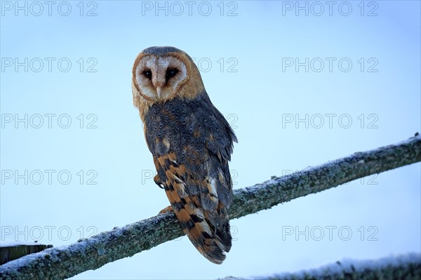 Common barn owl (Tyto alba)