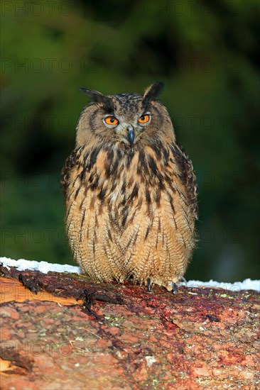 Eurasian eagle-owl (Bubo bubo)