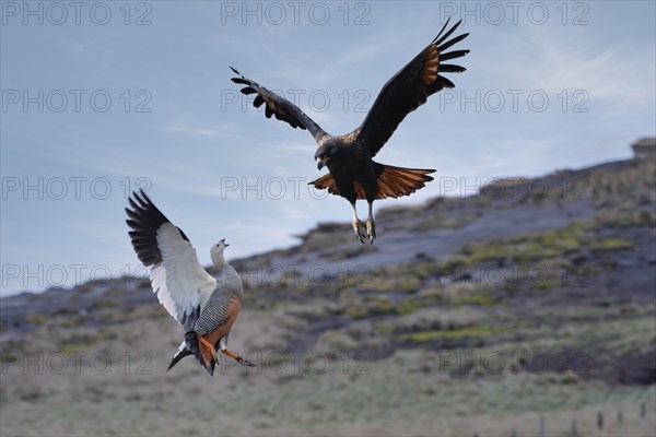 Female Upland Goose