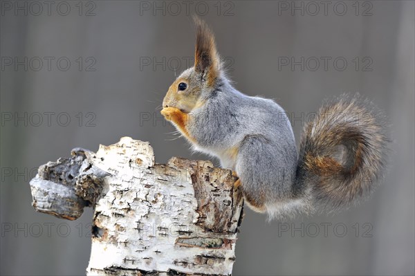 Eurasian red squirrel (Sciurus vulgaris )