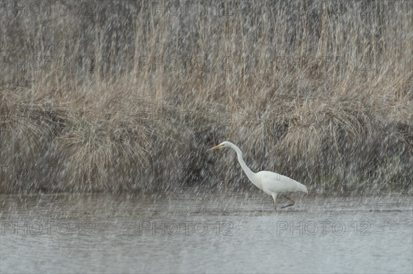 Great egret (Ardea alba)