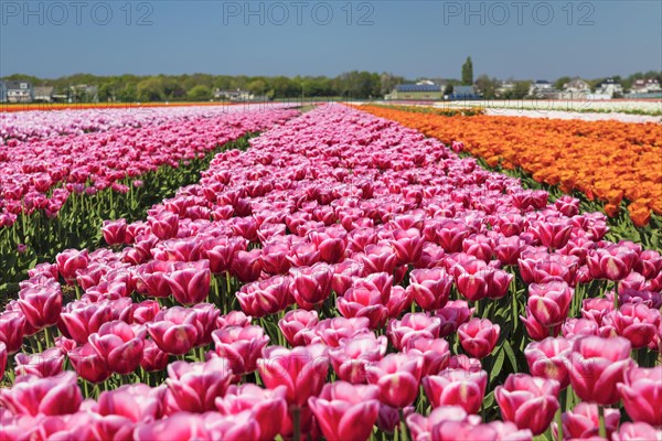 Tulip fields near Lisse