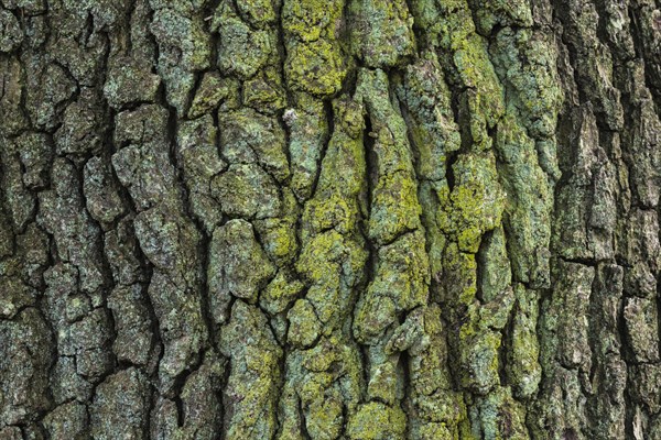 Structure of the bark of an oak (Quercus)