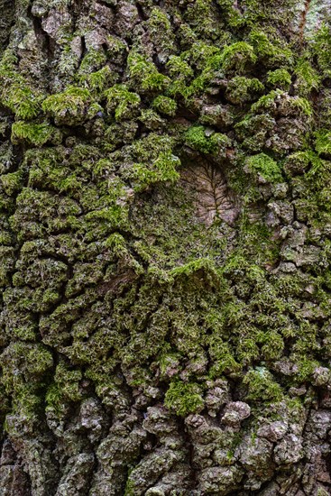 SStructure of the bark of an oak (Quercus)