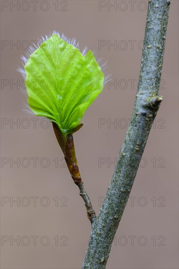 Leaf of a beech (Fagus sylvatica) sprouts from a bud