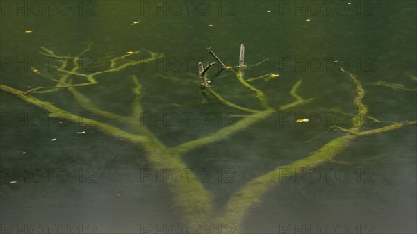 Supported tree in a lake