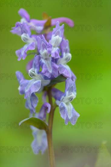 Flowering (Corydalis cava) in spring