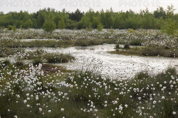 Fruchtendes (Eriophorum vaginatum) im Moor