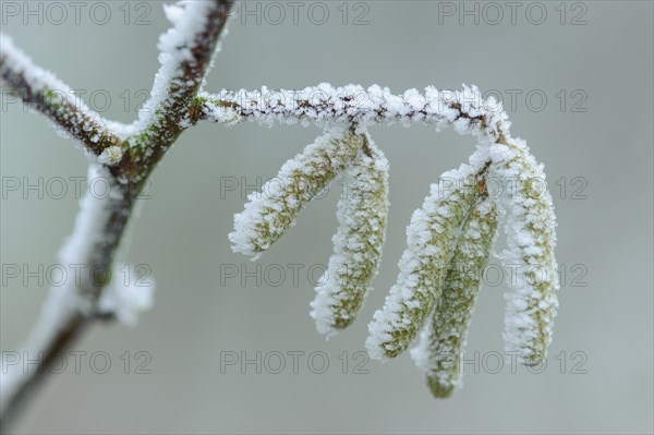 Hazelnut bush (Corylus avellana) in hoarfrost