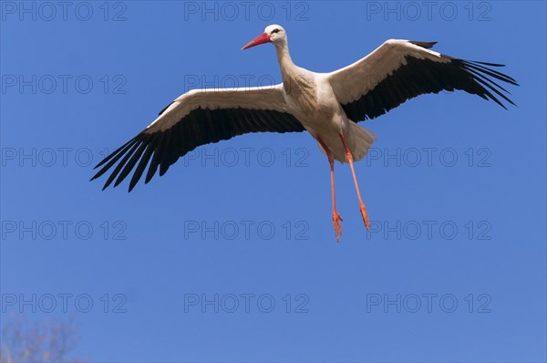 Flying (Ciconia ciconia) in front of blue sky