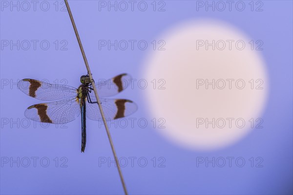 Banded darter (Sympetrum pedemontanum ) on a blade of grass in front of the full moon