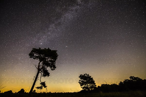 Starry sky with milky way over (Pinus) the Venner Moor