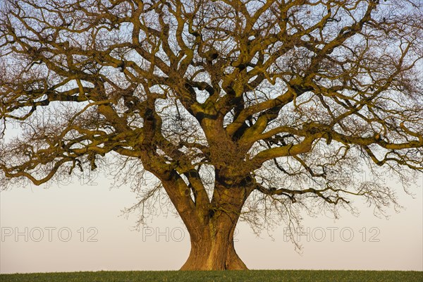 Kahle maechtige Oak (Quercus)